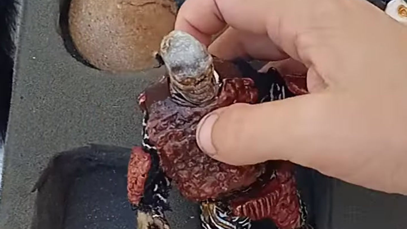 Armadura quita-pon